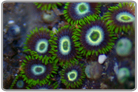 Green Skirt Purple Ring Zoanthids